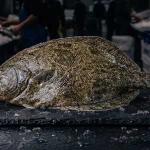 Turbot (Kalkan)