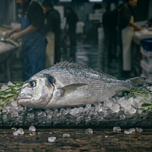 Sea Bream